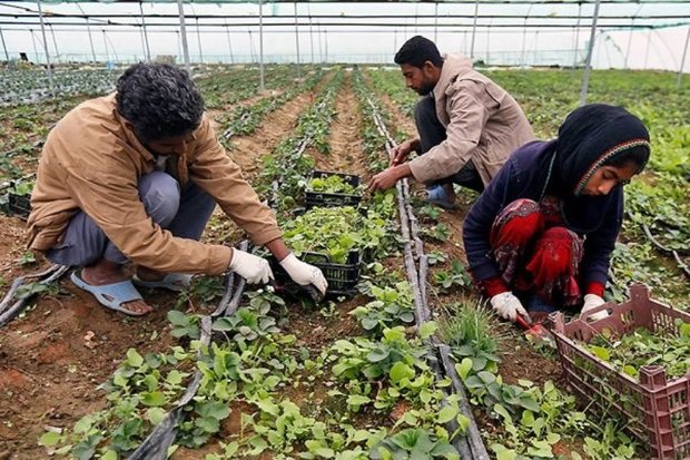 1076 طرح روستایی در سامانه کارا البرز ثبت شد