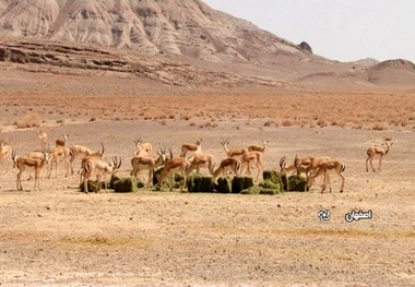 خانگرمز به اولین پناهگاه حیات وحش همدان تبدیل خواهد شد