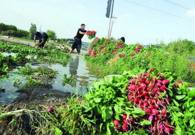 کشت سبزی با آب قره سو ممنوع است