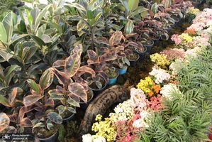 نمایشگاه گل و گیاه (52)