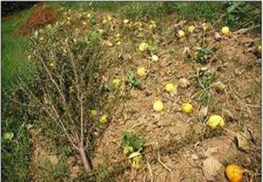 بخشدار مراغه: قطع درختان میوه در روستای 'کرده ده' را پیگیری می کنیم