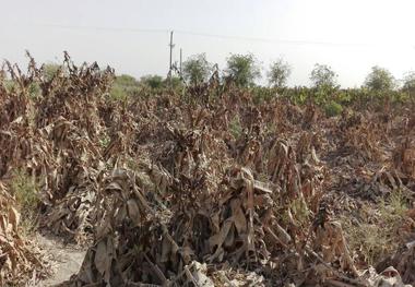 راهکارهای مقابله با خشکسالی در چابهار