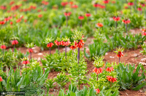 دشت لاله های واژگون کوهرنگ