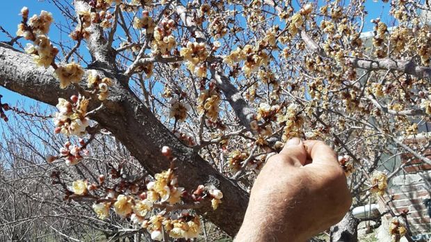 باغداران رفسنجان هشدار سرمازدگی درختان را جدی بگیرند