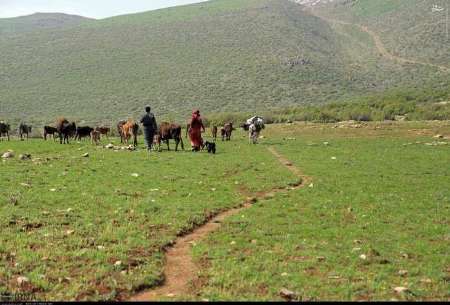 کوچ بیش از 28 هزار دامدار به مراتع ییلاقی در زنجان آغاز شد