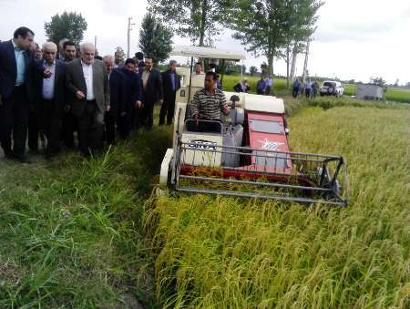 رونق برنجکاری پیش بینی کشت دوباره 100هزار هکتارشالیزار در مازندران