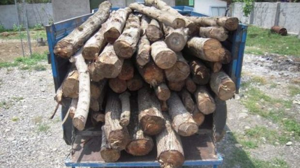 4800 کیلوگرم چوب جنگلی قاچاق در لردگان کشف شد
