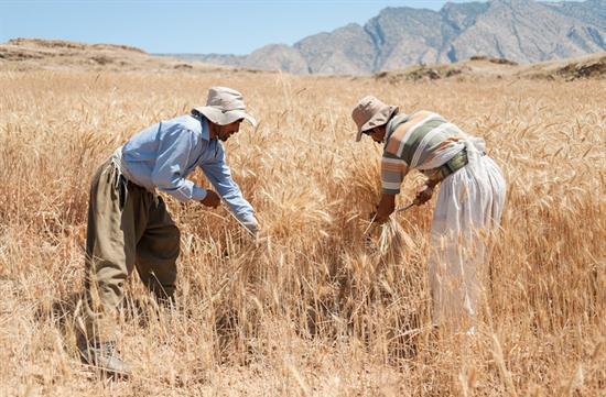 طلب گندم کاران استان تهران پرداخت شد