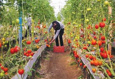 جای ناظر سلامت در گلخانه ها خالیست