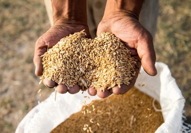 سریال خودکفایی ایران در تولید گندم تکرار می شود