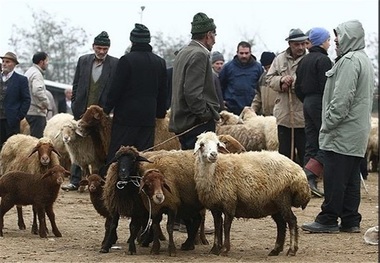 اکیپ های بازرسی دام های ذبح شده در چاراویماق فعال شد