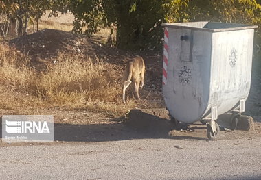 فرماندار : آمار سگ‌های بدون صاحب در میبد رو به کاهش است