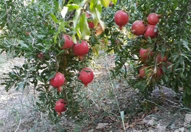 محلول مقابله با بیماری سفید شدگی انار در استان مرکزی تولیدشد