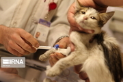 مراقب انتشار ویروس کرونا در حیوانات خانگی باشیم