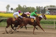 هفته چهارم مسابقات اسب دوانی کورس بهاره گنبد برگزار شد