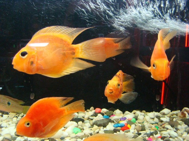 هشدار مدیرکل دامپزشکی استان اردبیل درباره رهاسازی ماهیان قرمز در آب‌های طبیعی جاری