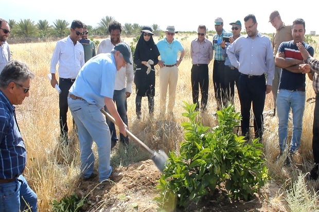 معمایی به نام زوال مرکبات و تکاپو برای یافتن راه حل آن