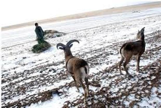 سفره مهربانی محیط زیست زنجان برای آهوان دشت سهرین پهن شد