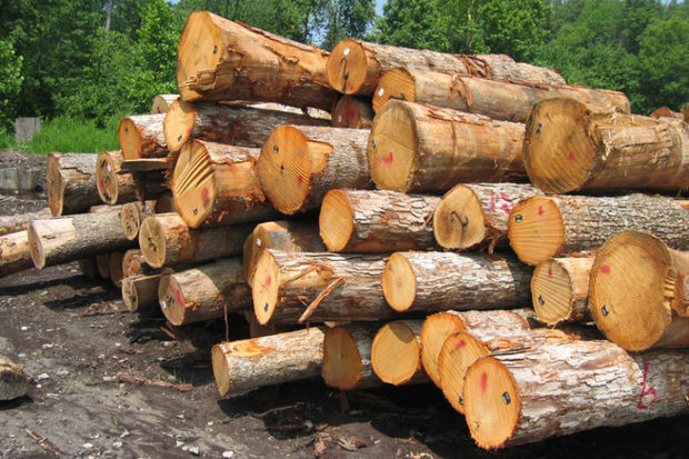 متلاشی شدن باند قاچاق درختان جنگلی در ساری
