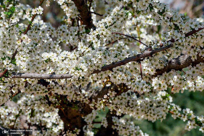 حال و هوای بهاری در حرم مطهر امام خمینی (س)