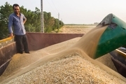 کرایه حمل گندم به کشاورزان پرداخت می شود