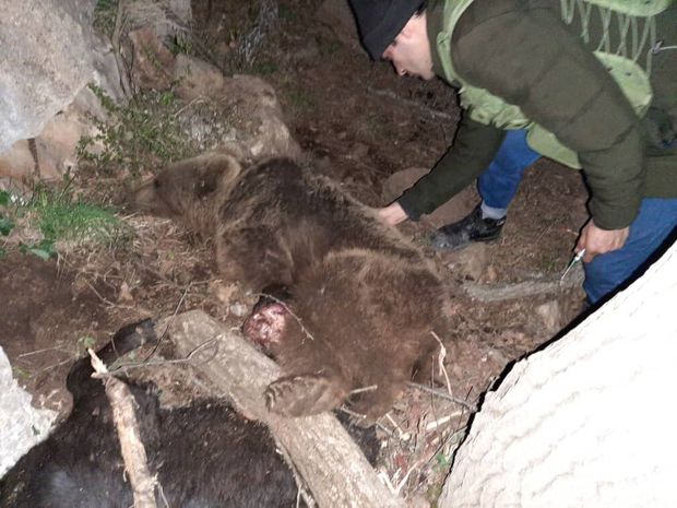 یک قلاده خرس گرفتار در بخش کجور نوشهر رهاسازی شد