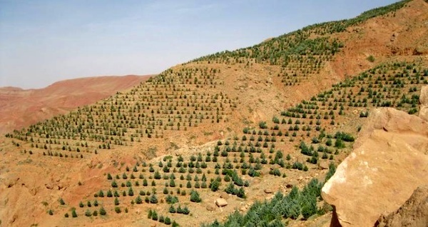جنگل‌کاری 50 هکتار از اراضی طیخور  اجرای طرح آبخیزداری در زرجه بستان