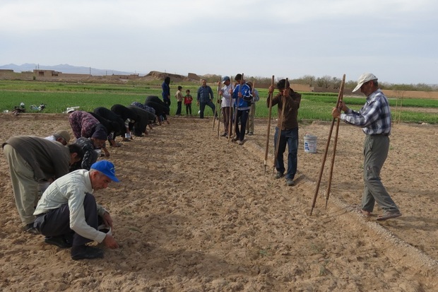 کشت سنتی پنبه در نایین آغاز شد