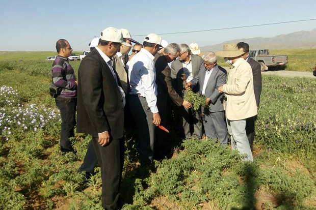 ایران - ایکاردا نقش مهمی در بهبود تولیدات کشاورزی دارد