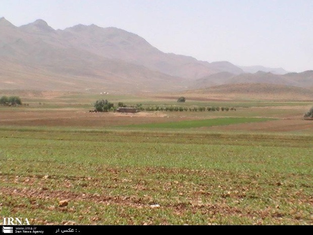 برداشت گندم از زمین های دیم قصرشیرین اقتصادی نیست