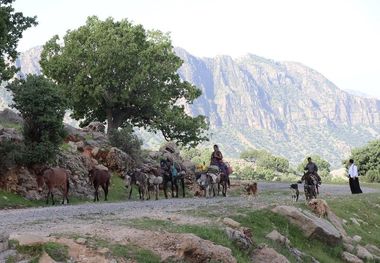 عشایر لالی راه ییلاق پیش گرفتند