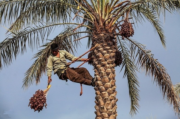 برداشت خرما در استان بوشهر آغاز شد