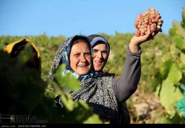 صادرات انگور خراسان شمالی مشکل تعرفه دارد