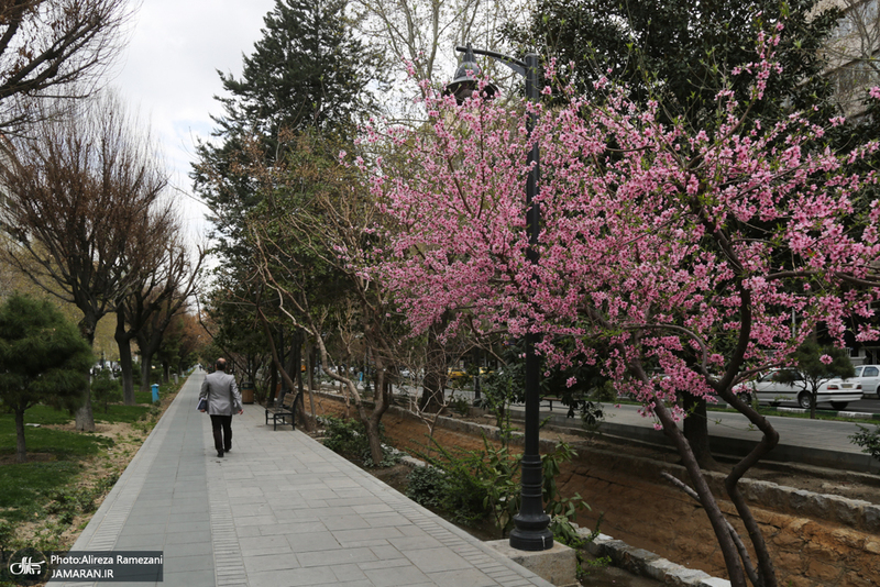 شکوفه های بهاری تهران