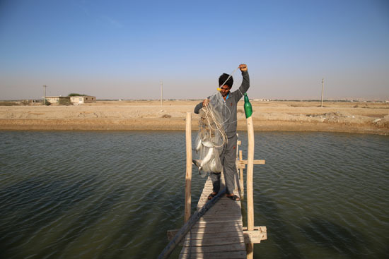 برداشت ماهی پرورشی از استخرهای خاکی در تنگستان بوشهر