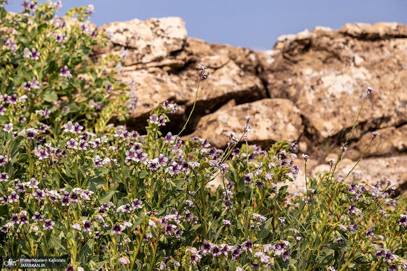 طبیعت اطراف سد آب گُلوم