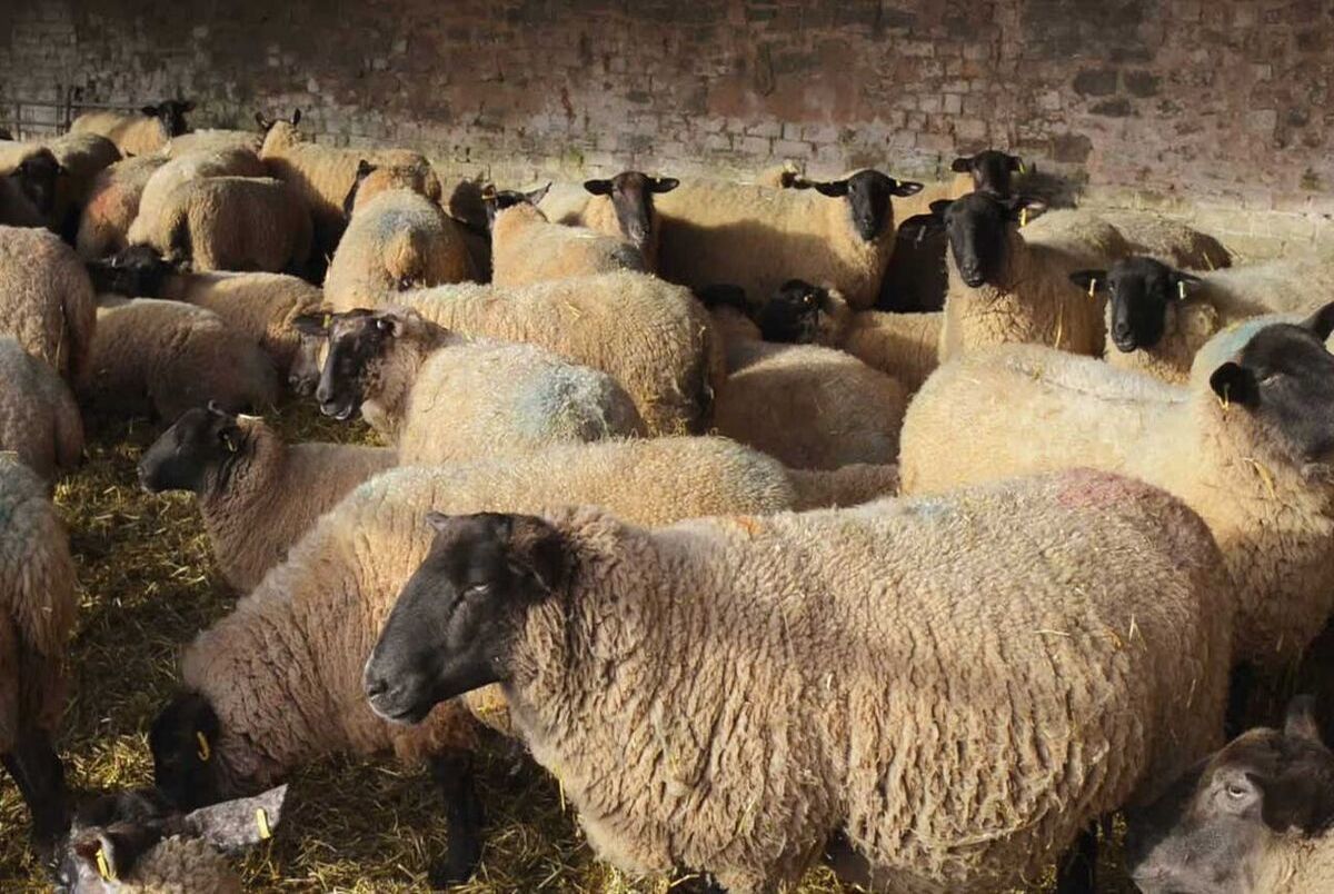 قیمت جدید گوسفند قربانی در تهران