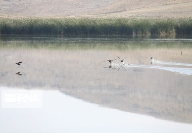 تالاب «کانی‌برازان» مهاباد طرح برتر موسسه بین‌المللی «حیات زمین» شد