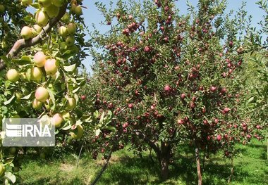 نیمی از باغات مراغه شناسنامه‌دار است