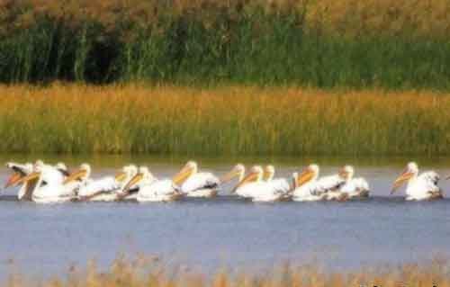 تالاب قره قشلاق بناب قرنطینه شد  ورود گردشگر و شکارچی ممنوع