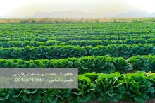خرید کاهو رومانو صادراتی هلدینگ کشت و صنعت زاگرس 