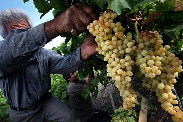 سومین جشنواره انگور در روستای حسن رباط اصفهان برگزار می‌شود