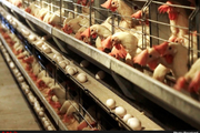 بسته‌بندی و بازاریابی ضعف واحدهای مرغ تخم گذار است