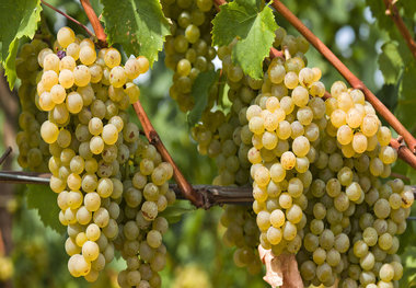 پژوهشکده انگور و کشمش ملایر آماده افتتاح است