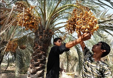 برداشت خارک و رطب در شهرستان خنج آغاز شد