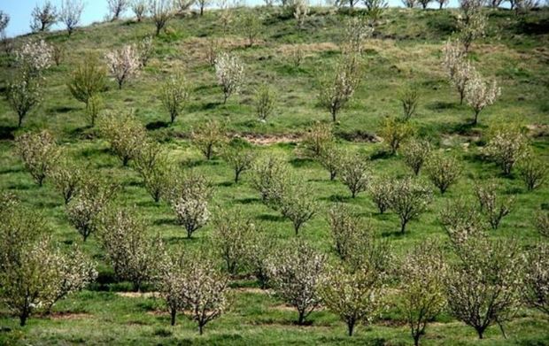 طرح استعدادیابی ایجاد50 هزار هکتار باغ در کهگیلویه وبویراحمد اجرا شد