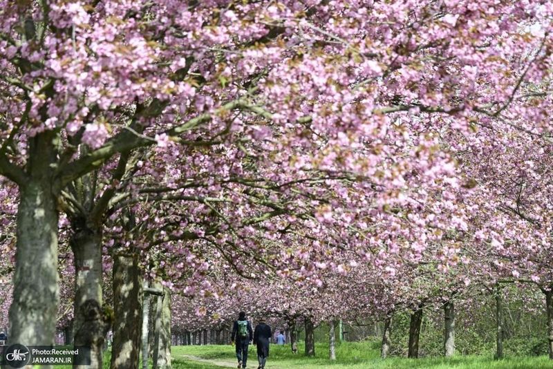 منتخب تصاویر امروز جهان- 18 اردیبهشت 1400