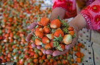 برداشت توت فرنگی در کشمیر ھند (2)