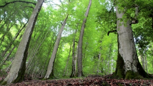 میزان ارزش چوب تولیدی در جنگل های شمال 550 میلیارد تومان است