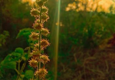 این علف هرز قاتل، پوست شما را جوان می‌کند!